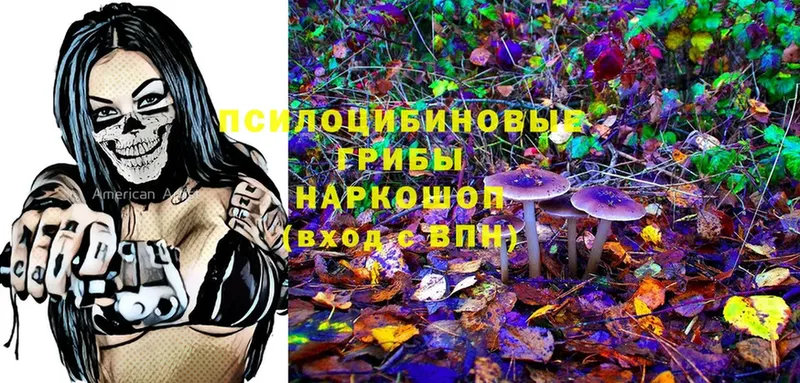 закладки  Шуя  Псилоцибиновые грибы Magic Shrooms 